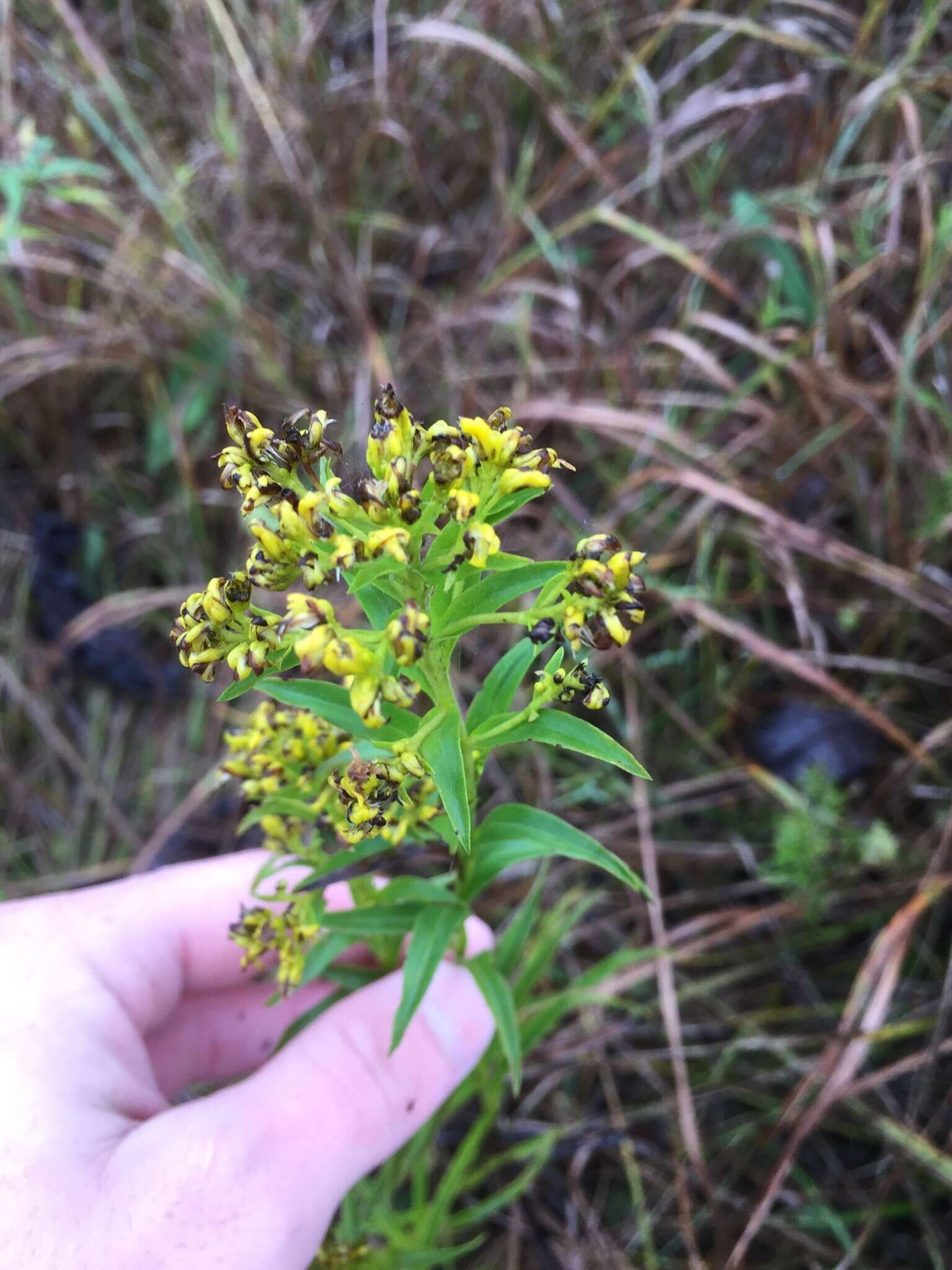 Image of Riddell's Goldenrod