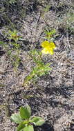 Image of Oenothera serrulata Nutt.