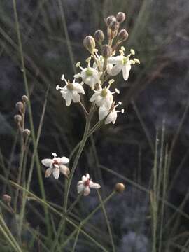 Image de Schoenolirion albiflorum (Raf.) R. R. Gates