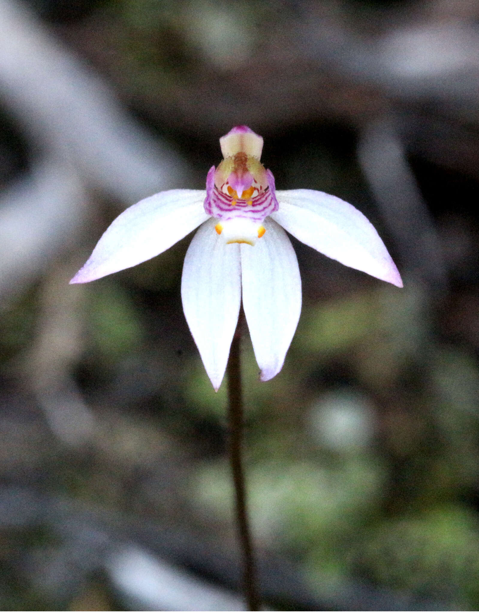 Image of Fairy orchid