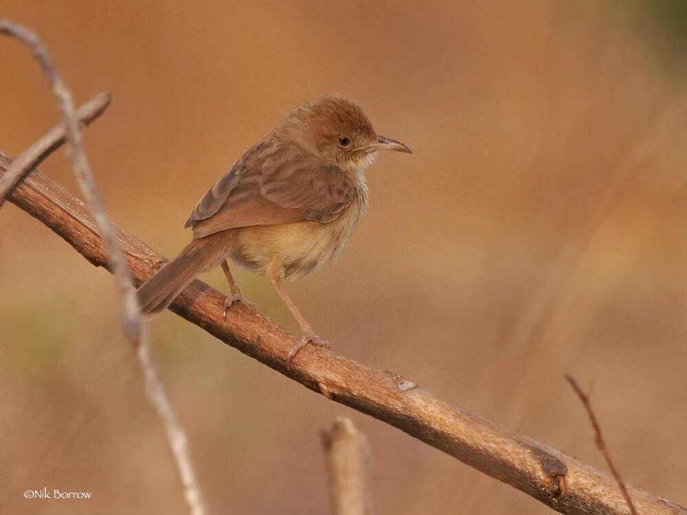 Sivun Cisticola guinea Lynes 1930 kuva