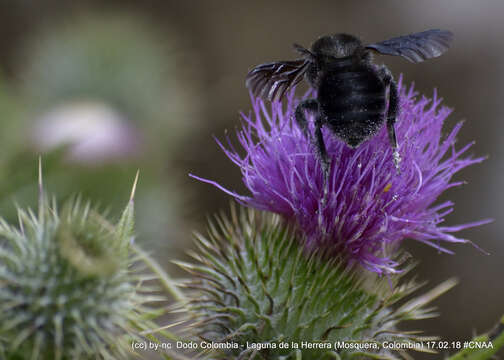 Image of Bombus pauloensis Friese 1912