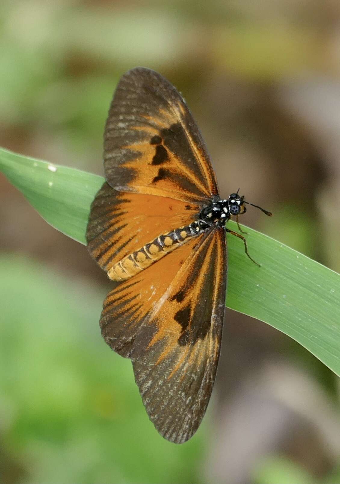 Image of Acraea alciope Hewitson 1852