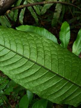 Image of Thin-Leaf Creeping Fern