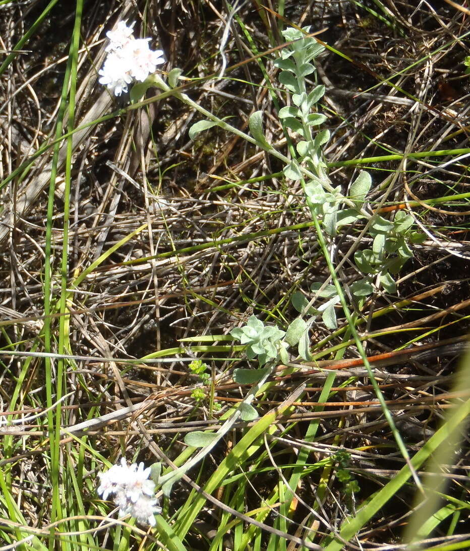 Image of Langebergia canescens (DC.) A. A. Anderberg