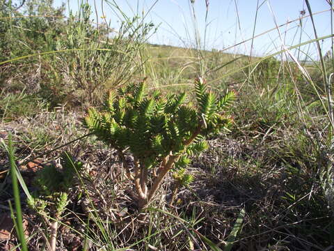 Image of Crassula ericoides Haw.