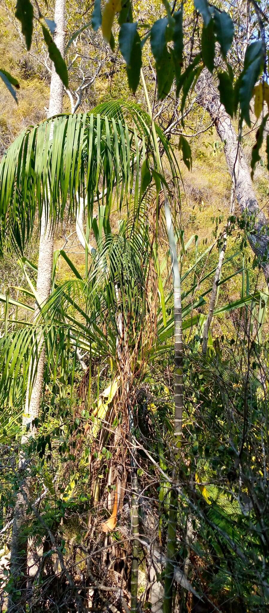 Image de Dypsis onilahensis (Jum. & H. Perrier) Beentje & J. Dransf.