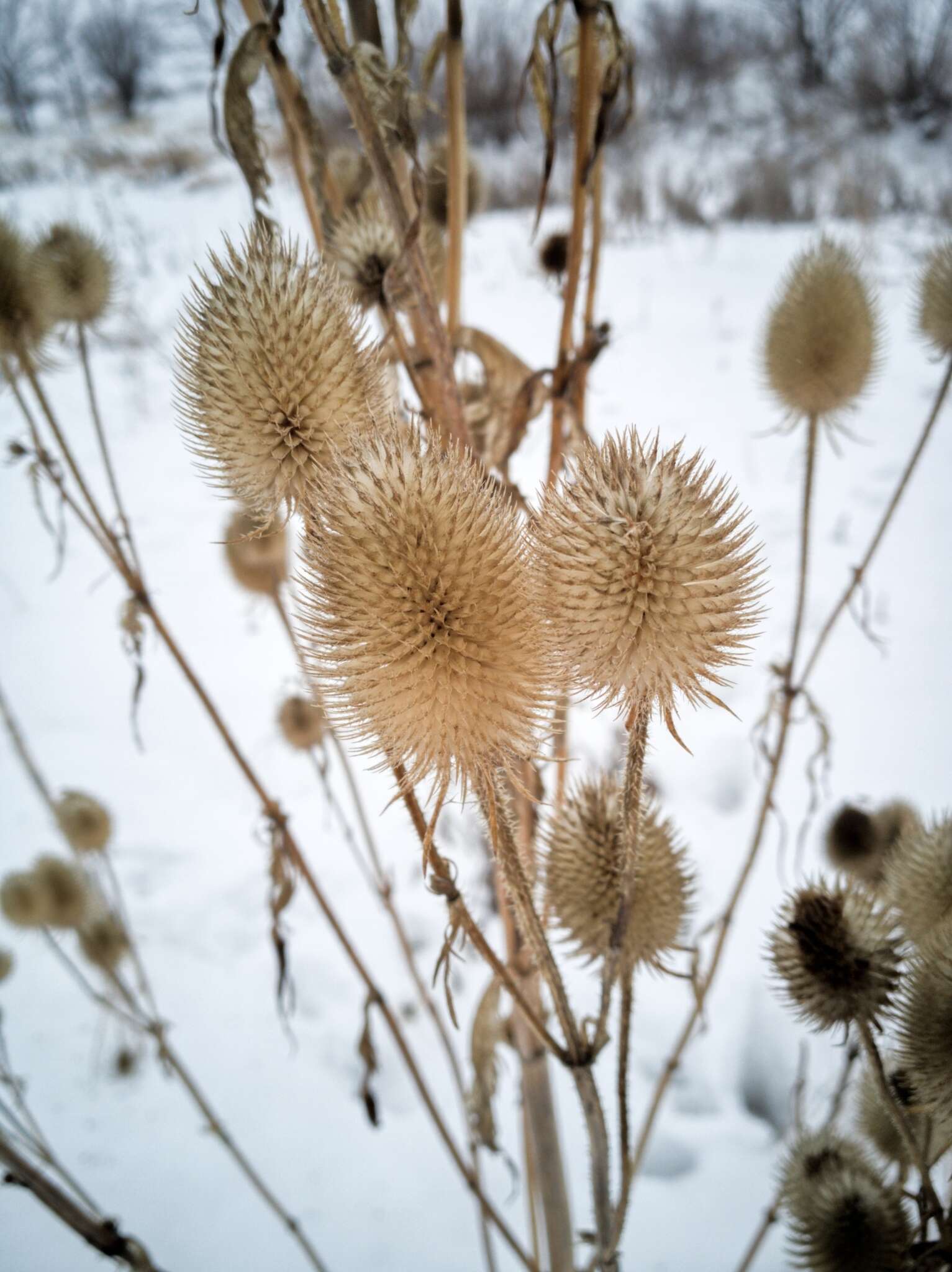 Image of Dipsacus gmelinii Bieb.