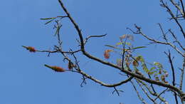 Image of Acrocarpus