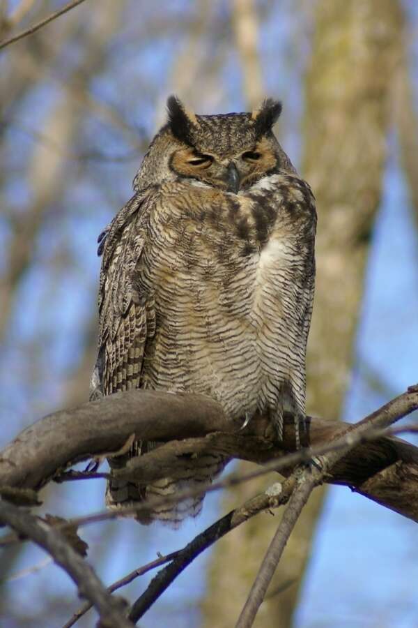 Image of Bubo virginianus heterocnemis (Oberholser 1904)