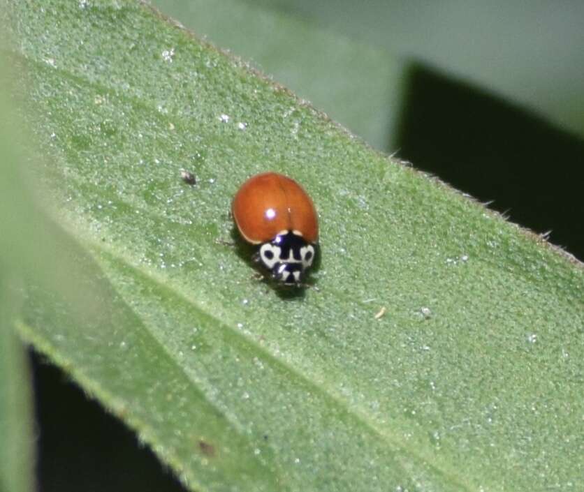 Image of Western Blood-Red Lady Beetle