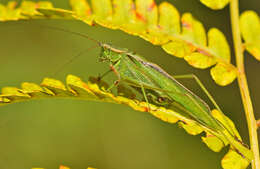 Image of Treetop Bush Katydid