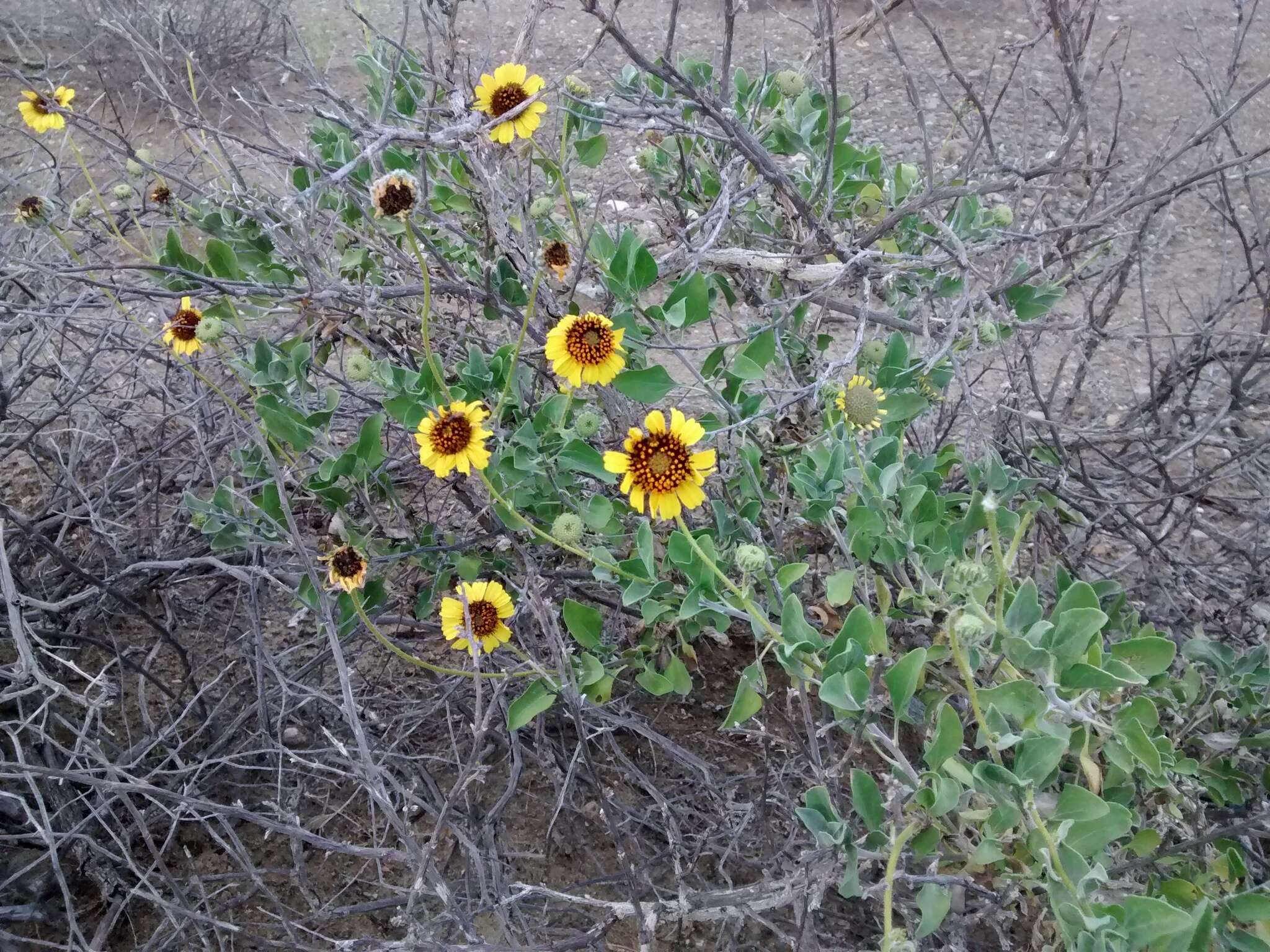 Sivun Encelia palmeri Vasey & N. E. Rose kuva