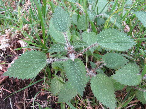 Image of Urtica aspera Petrie