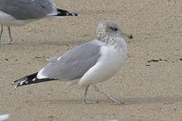 Larus californicus Lawrence 1854 resmi