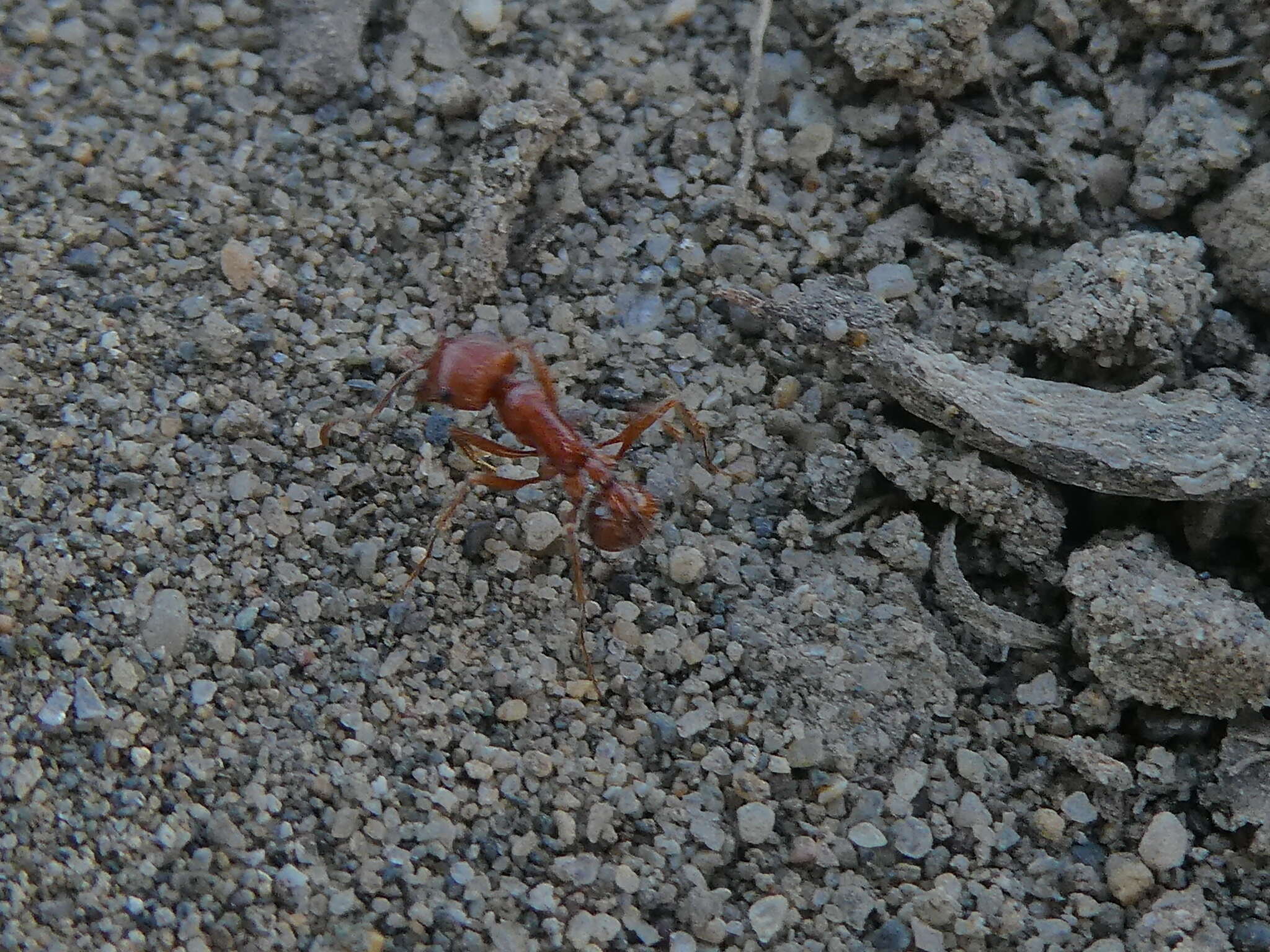 Слика од Pogonomyrmex subdentatus Mayr 1870