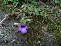 Image of Spotless Violet Torenia