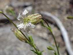 Image of Sargent's catchfly