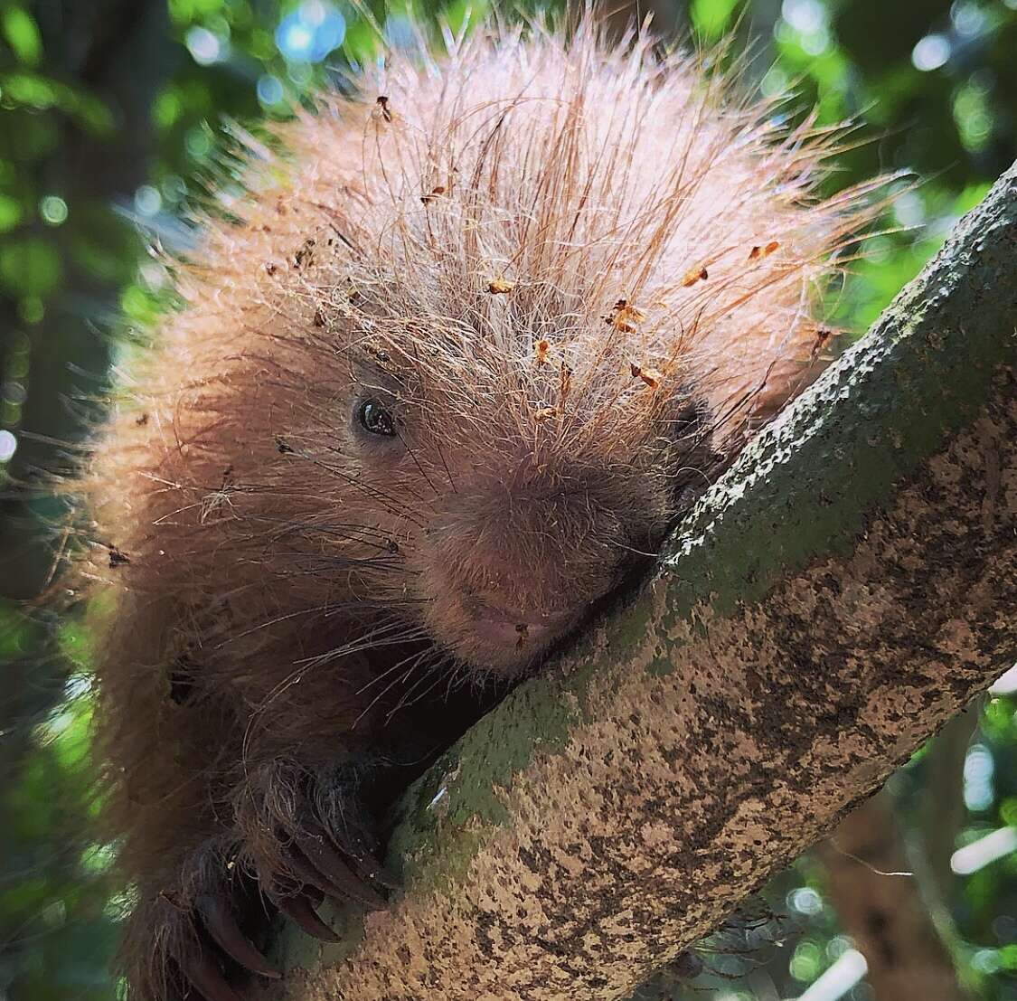 Image of Andean porcupine