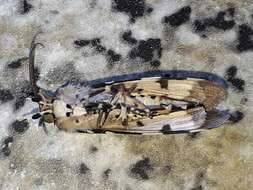 Image of <i>Sommeria spilosoma</i>