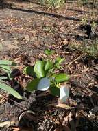 Image of Coelospermum decipiens Baill.