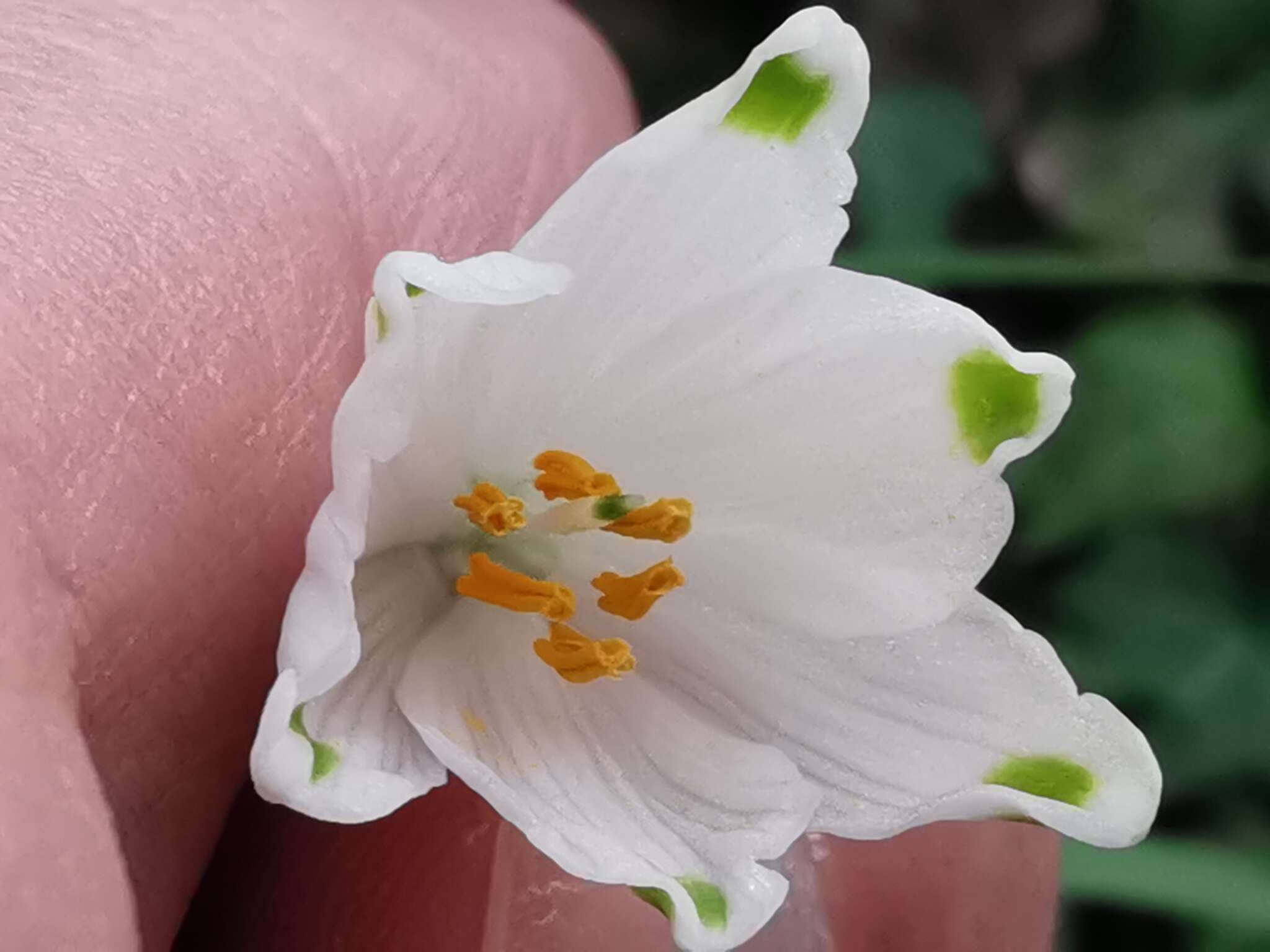 Image of Leucojum aestivum subsp. pulchellum (Salisb.) Malag. 1973