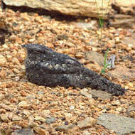 Image of Pygmy Nightjar