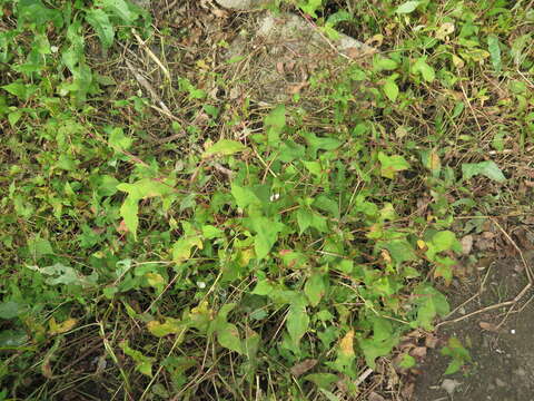 Image of Persicaria thunbergii (Sieb. & Zucc.) H. Gross