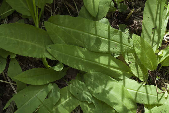 Image of Saussurea umbrosa Kom.