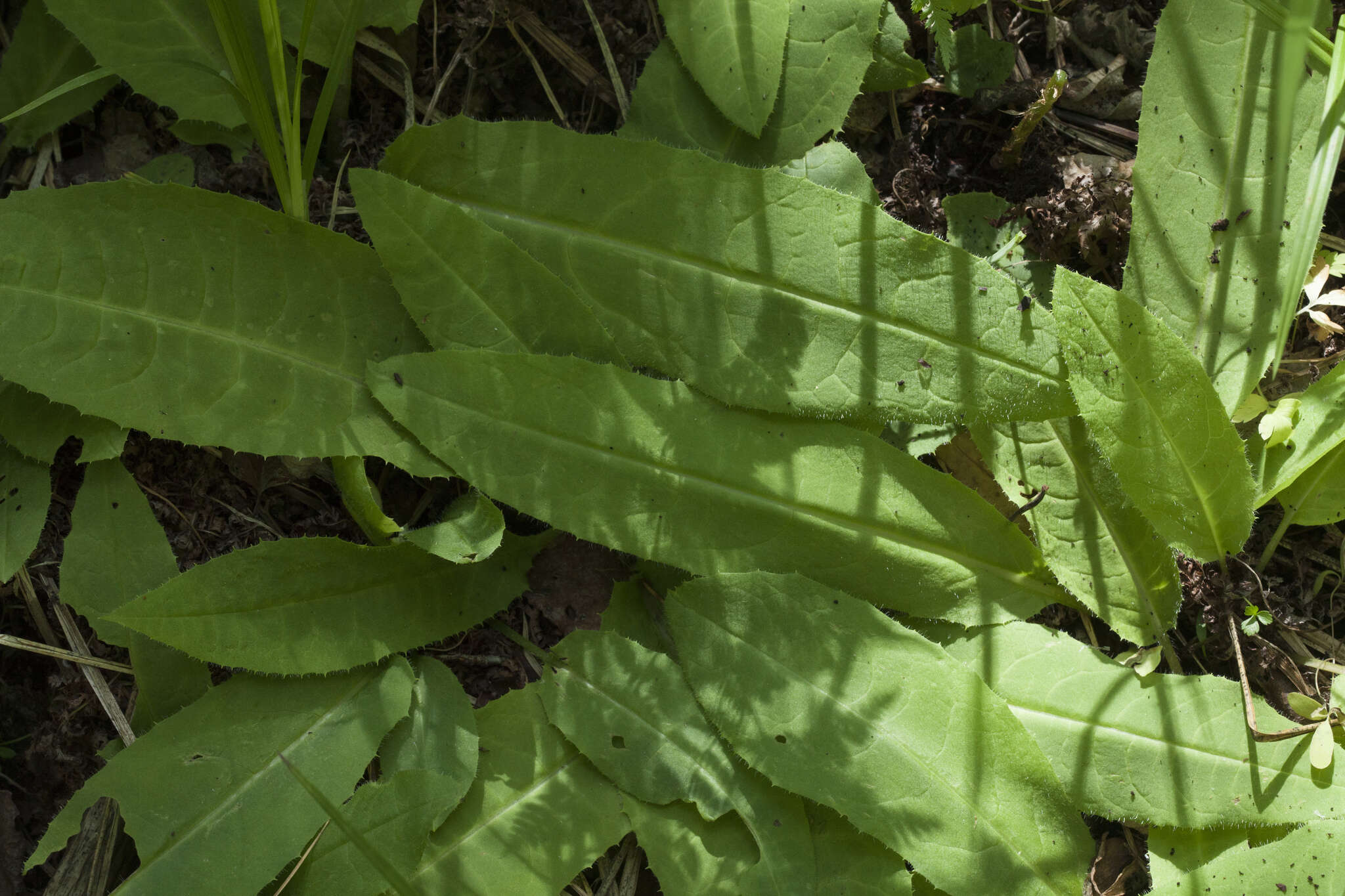 Image of Saussurea umbrosa Kom.