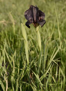 Image of Gilboa Iris