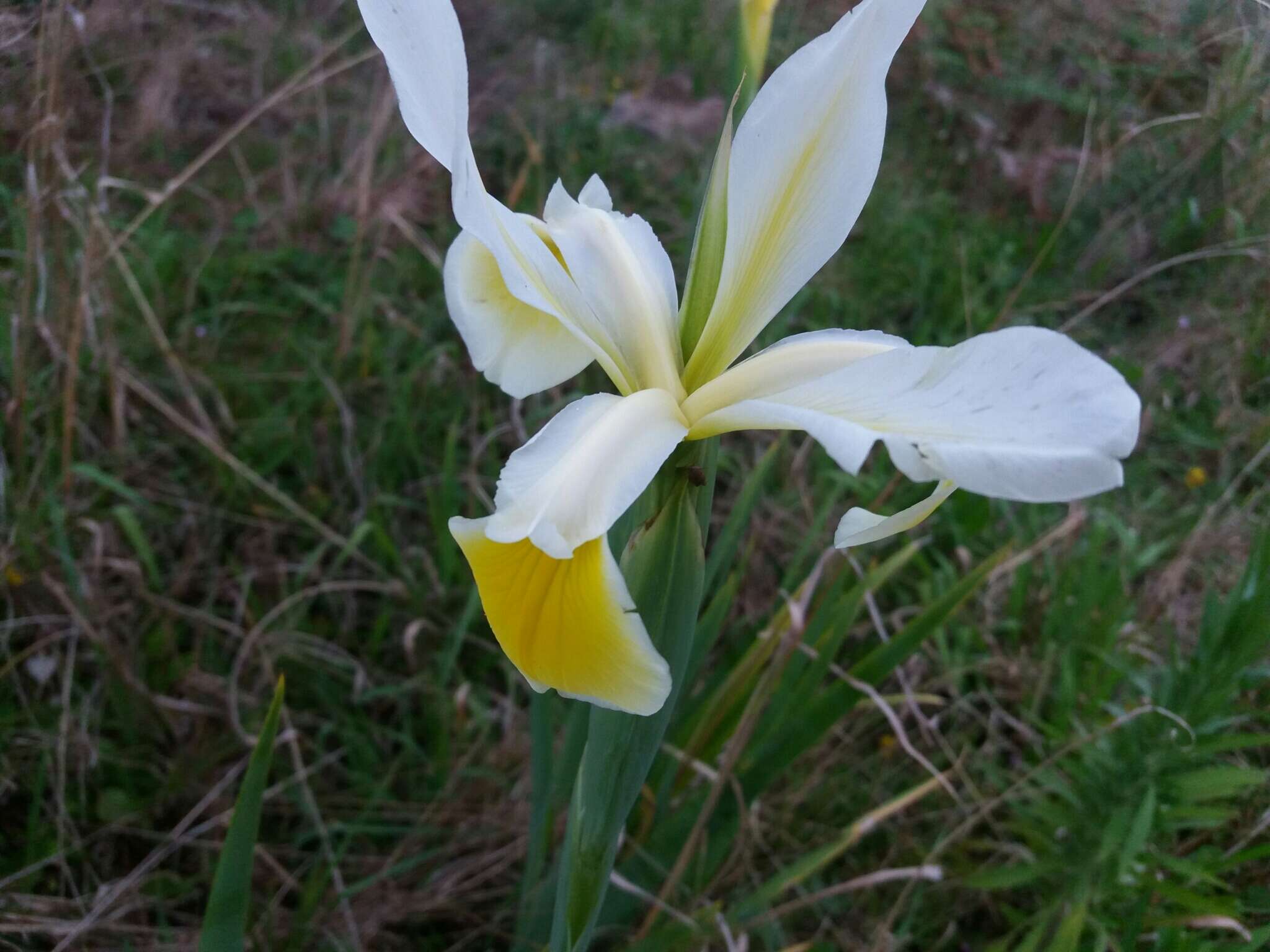 Image de Iris orientalis Mill.