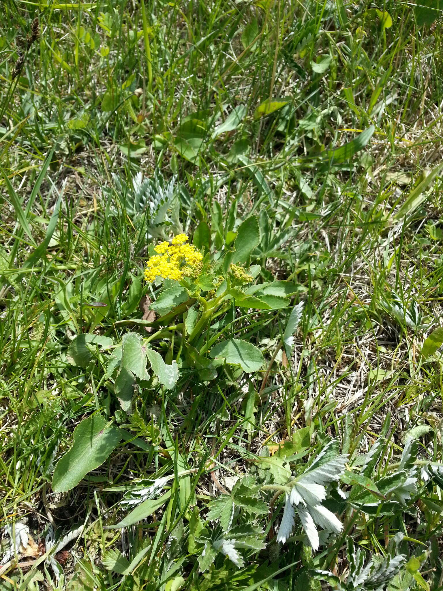 Image of Heart-leaved meadow parsnip