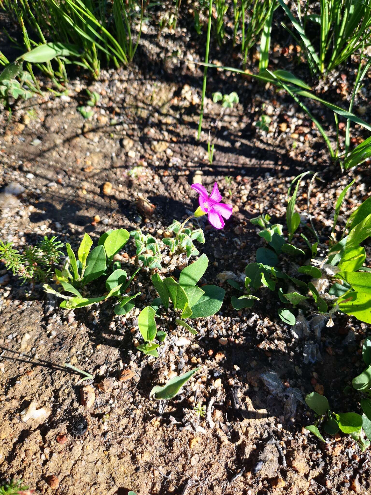 Sivun Oxalis lanata var. rosea T. M. Salter kuva