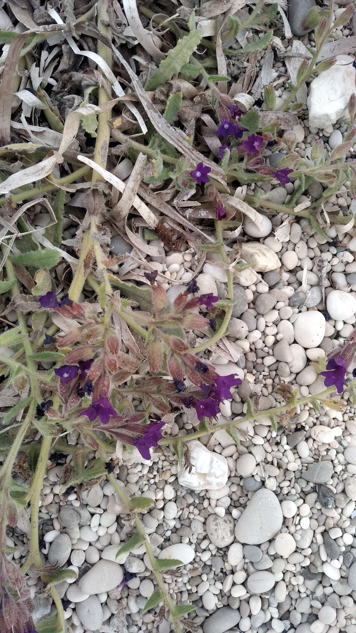 Anchusa hybrida Ten.的圖片