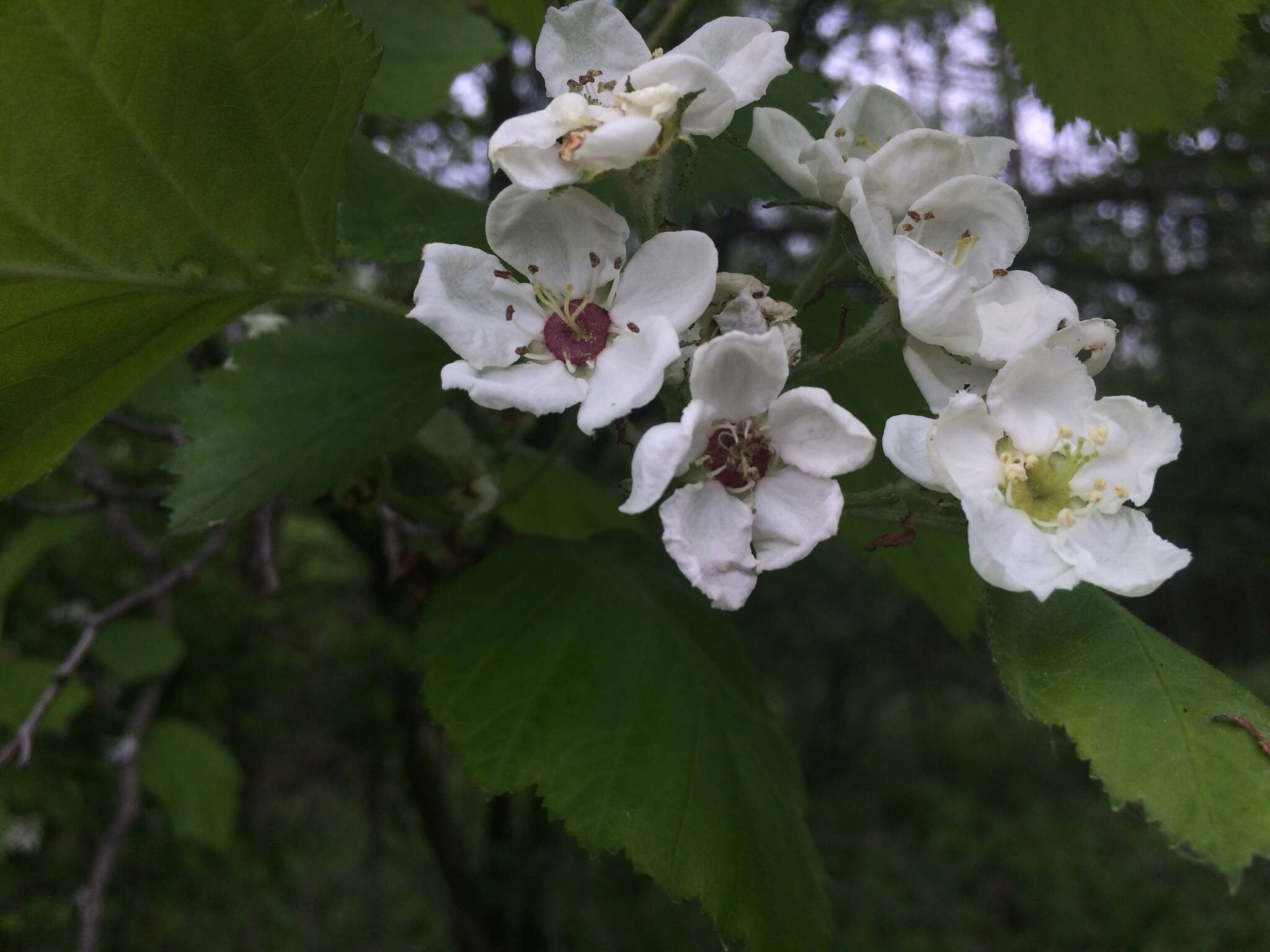 Image of Quebec hawthorn