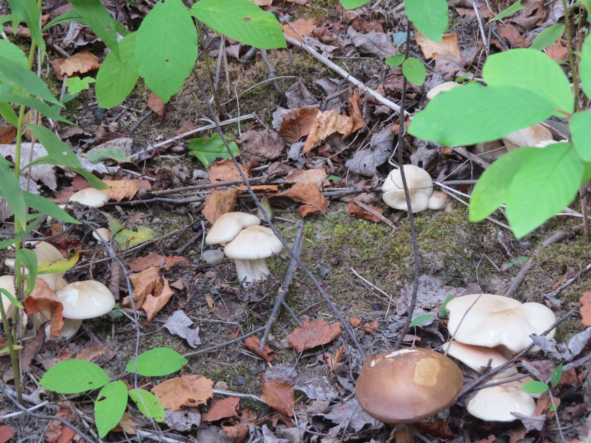 صورة Entoloma subsinuatum Murrill 1917