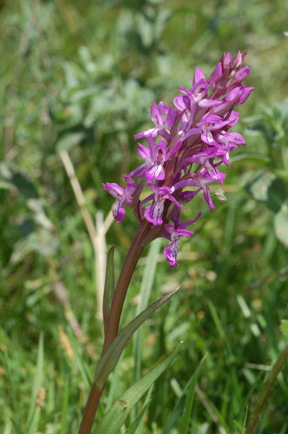 Image of Dactylorhiza umbrosa (Kar. & Kir.) Nevski