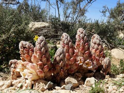 Image of Cistanche fissa (C. A. Mey.) G. Beck