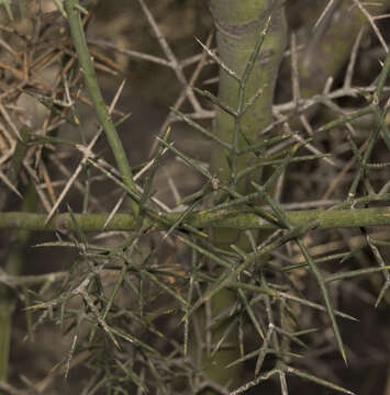 Image of Colletia hystrix Clos