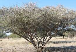 Image of Bushy three-thorn acacia