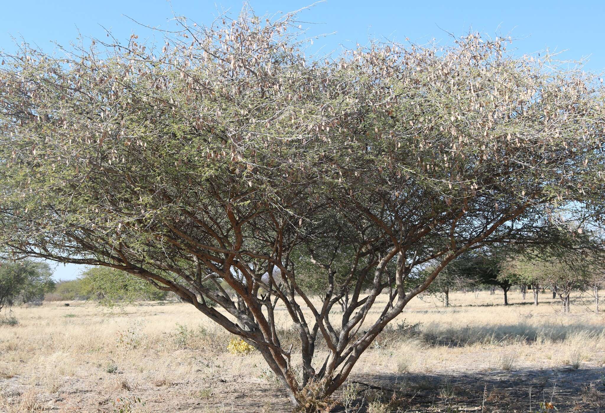 Image of Bushy three-thorn acacia