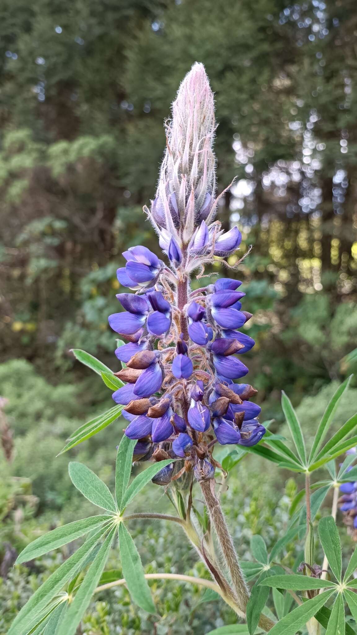 Image of Lupinus montanus Kunth