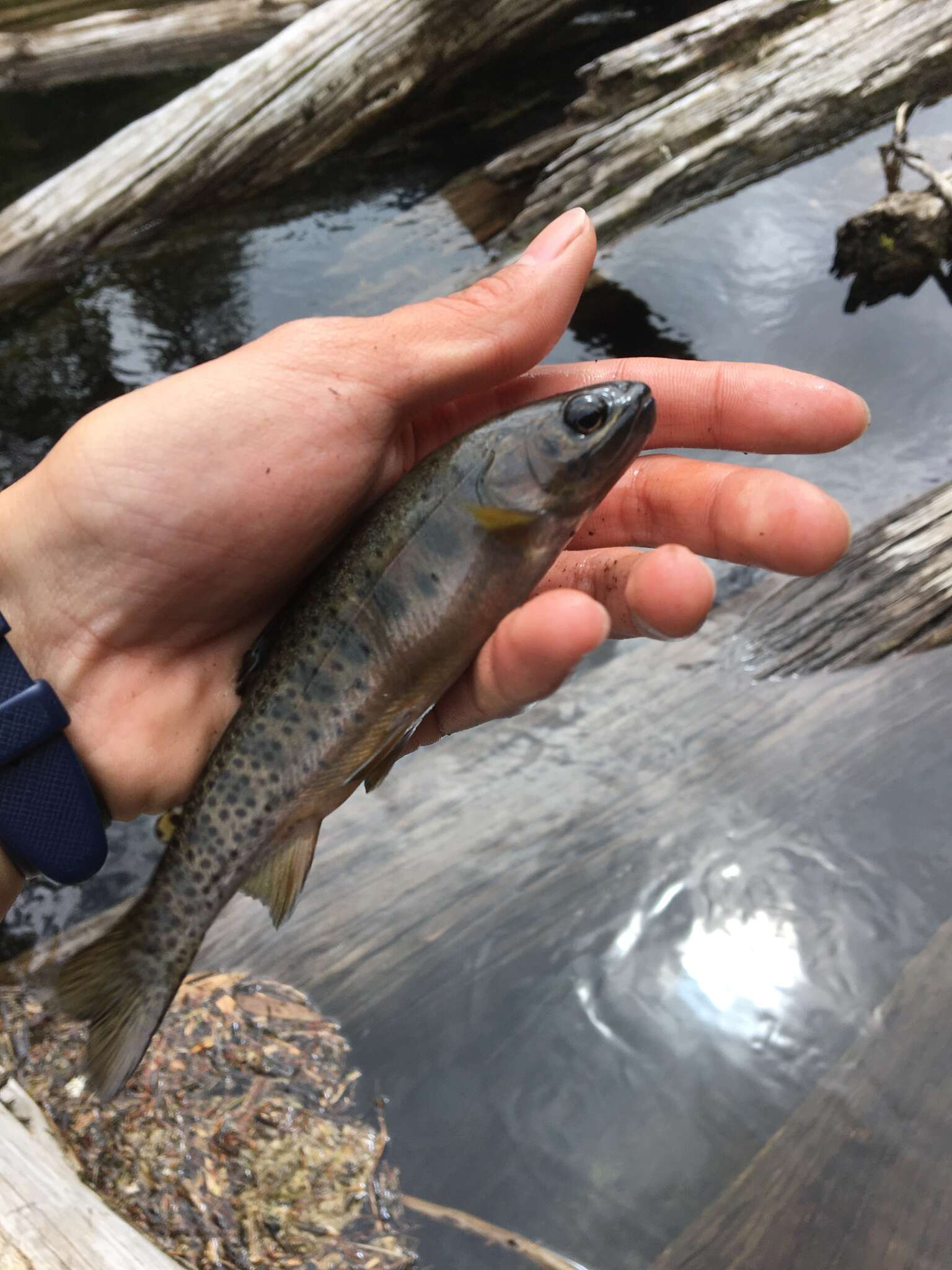 Image of Oncorhynchus clarkii lewisi (Girard 1856)