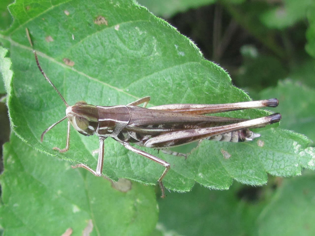 Image of Admirable Grasshopper