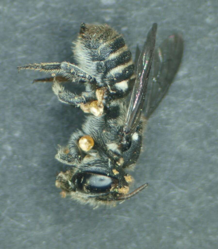 Image of Megachile apicata Smith 1853