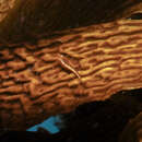 Image of New Zealand slender clingfish