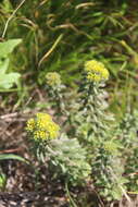 Image of <i>Sedum selskianum</i> Regel & Maak