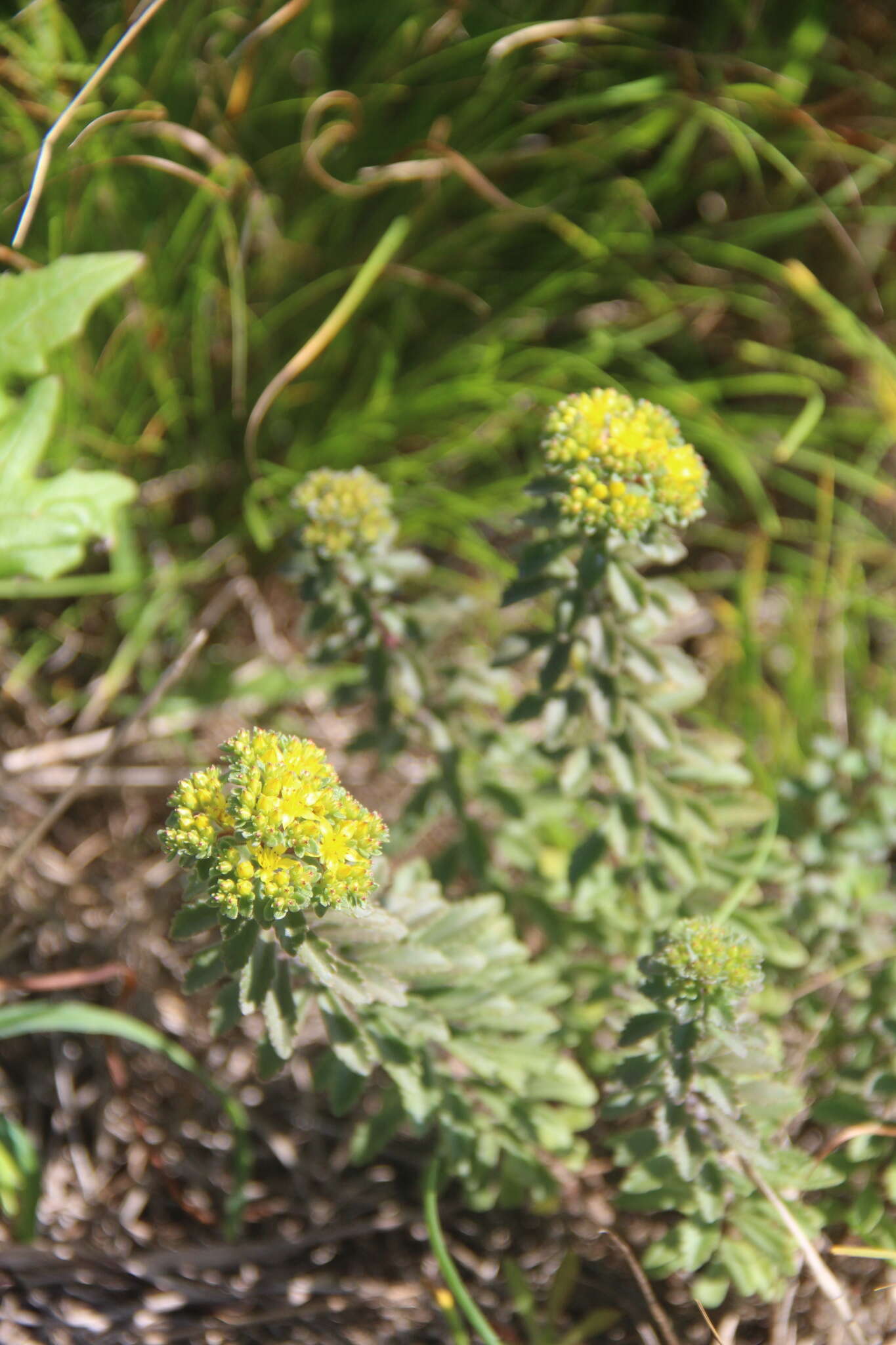 Image of <i>Sedum selskianum</i> Regel & Maak