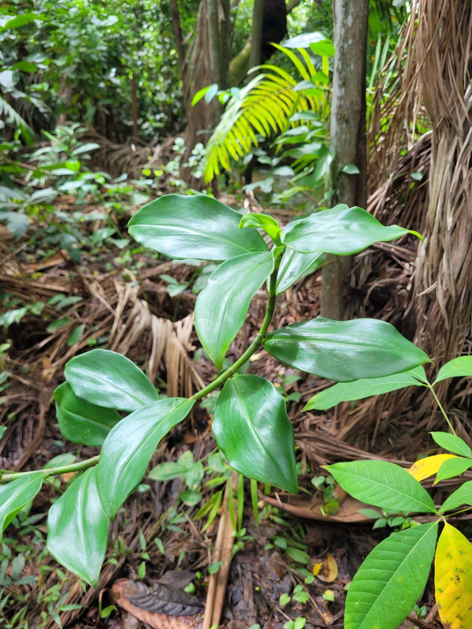 Image of Costus arabicus L.